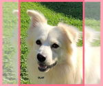 Small #1 Australian Shepherd Mix