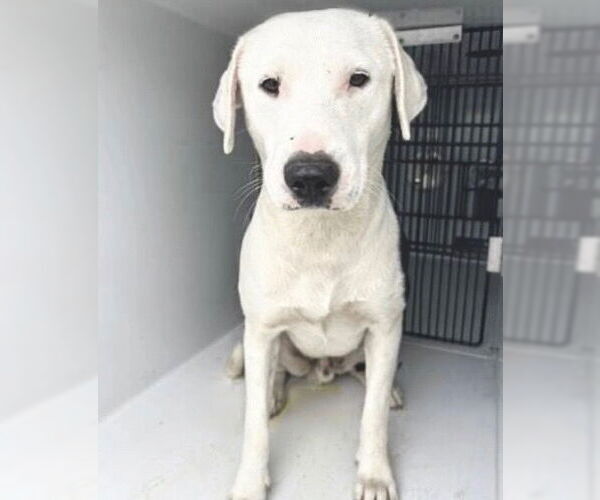 Medium Photo #2 Labrador Retriever-Unknown Mix Puppy For Sale in Houston, TX, USA