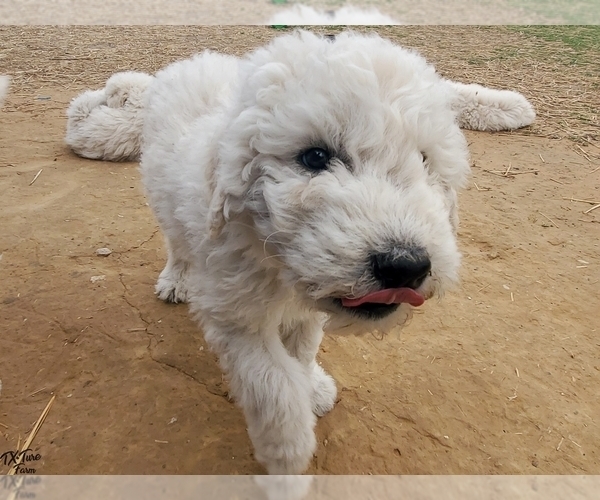 Medium Photo #1 Komondor Puppy For Sale in AUBREY, TX, USA