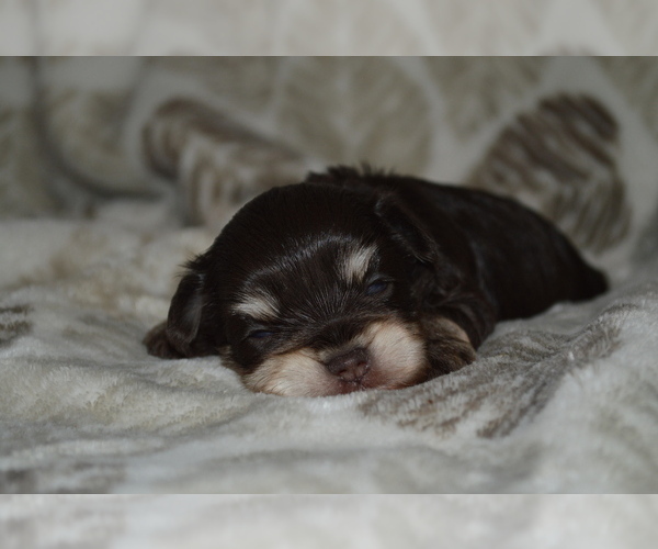 Medium Photo #6 Schnauzer (Miniature) Puppy For Sale in MADERA, CA, USA