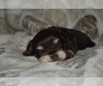 Small Photo #6 Schnauzer (Miniature) Puppy For Sale in MADERA, CA, USA