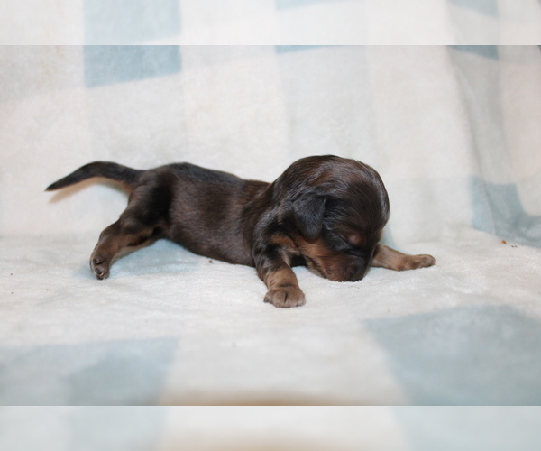 Medium Photo #2 Dachshund Puppy For Sale in BLMGTN, IN, USA