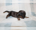 Small #1 Dachshund
