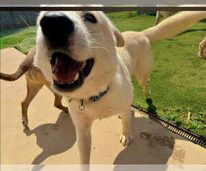 Irving - Male Labsky Dog for Adoption - Photo #2