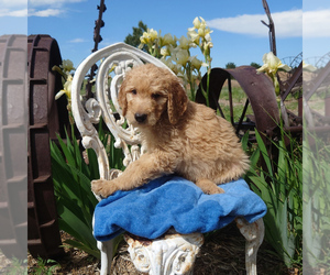 Goldendoodle Puppy for sale in PEYTON, CO, USA