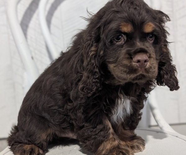 Medium Photo #25 Cocker Spaniel Puppy For Sale in GOSHEN, IN, USA