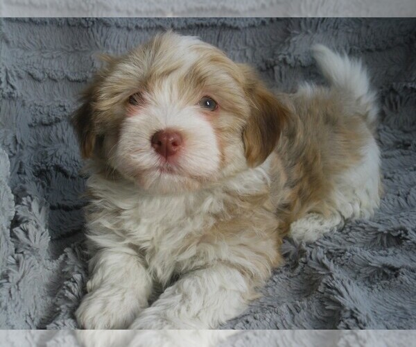 Medium Photo #1 Havanese Puppy For Sale in WILSON, NY, USA