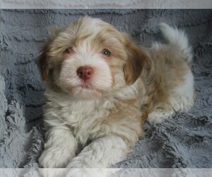 Havanese Puppy for sale in WILSON, NY, USA