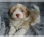 Image preview for Ad Listing. Nickname: AKC Male 3