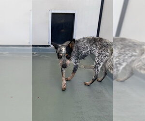 Texas Heeler Dogs for adoption in Riverside, CA, USA