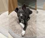 Small #1 American Pit Bull Terrier Mix