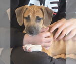Small #5 Mutt