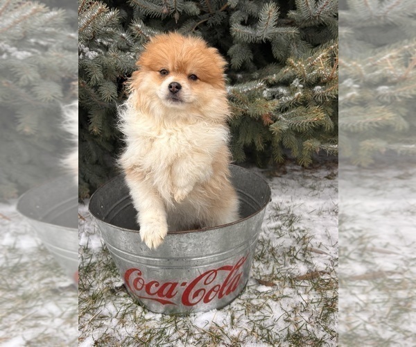 Medium Photo #4 Pomeranian Puppy For Sale in MIDDLEBURY, IN, USA