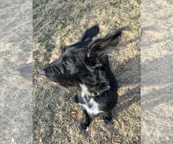 Medium Photo #12 Labrador Retriever-Unknown Mix Puppy For Sale in Sandy, UT, USA