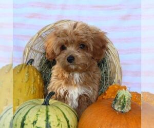 Cavapoo Puppy for sale in THORP, WI, USA