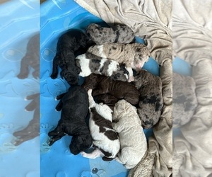 Poodle (Standard) Litter for sale in ELKHART, TX, USA