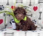 Small Photo #13 Poodle (Miniature)-Schnoodle (Miniature) Mix Puppy For Sale in LAKELAND, FL, USA