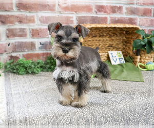 Schnauzer (Miniature) Puppy for sale in SYRACUSE, IN, USA
