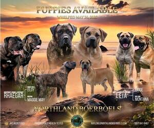 Boerboel Litter for sale in WASILLA, AK, USA