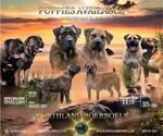 Small Boerboel