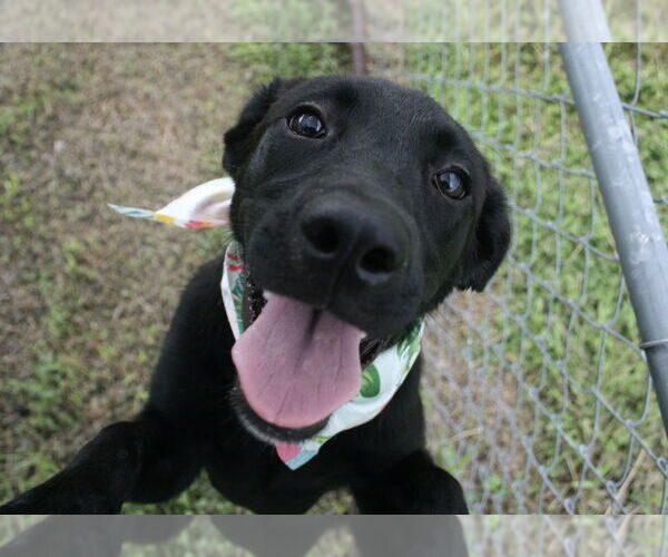 Medium Photo #4 Labrador Retriever-Unknown Mix Puppy For Sale in Abbeville, LA, USA