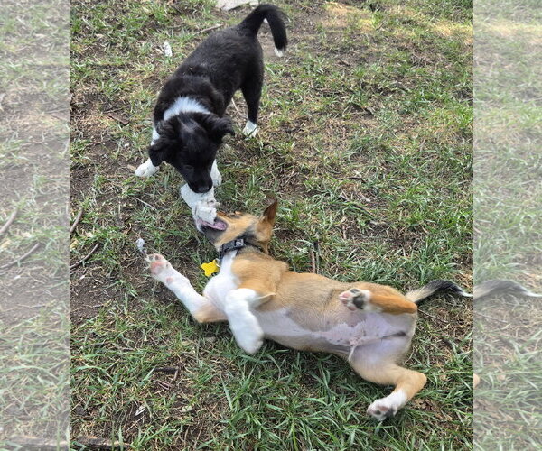 Medium Photo #6 Australian Shepherd-Unknown Mix Puppy For Sale in Sandy, UT, USA