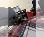 Small #1 American Staffordshire Terrier