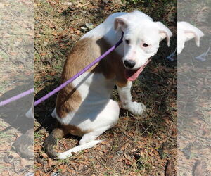 Pocket - Female Argentinian Mastiff-Great Pyrenees Mix Dog for Adoption - Photo #2