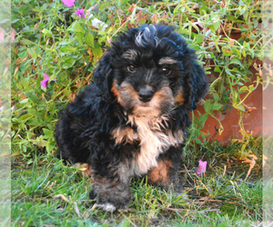 Miniature Bernedoodle Puppy for sale in ADDISON, MI, USA