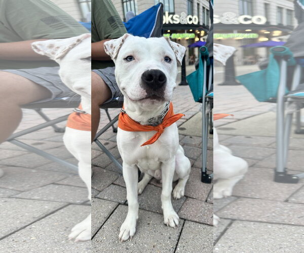 Medium Photo #3 American Pit Bull Terrier-Unknown Mix Puppy For Sale in Germantown, OH, USA