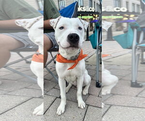 Dumpling - Male American Pit Bull Terrier-Unknown Mix Dog for Adoption - Photo #3