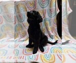 Small Photo #9 Goldendoodle Puppy For Sale in ARTESIA, CA, USA