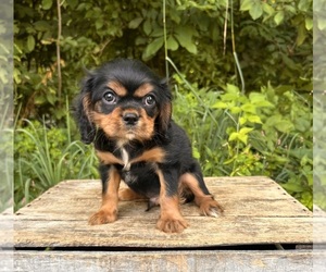 Cavalier King Charles Spaniel Puppy for sale in MIDDLEBURY, IN, USA