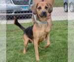 Small #1 American Foxhound-Coonhound Mix
