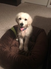 Goldendoodle Puppy for sale in WOODSTOCK, GA, USA