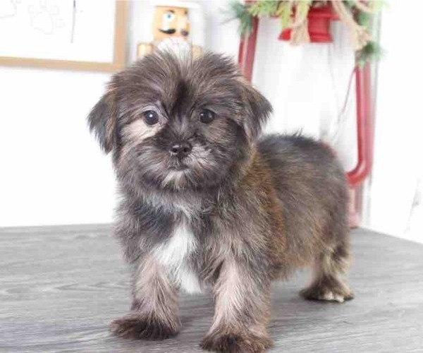 Medium Photo #1 Shorkie Tzu-Yorkshire Terrier Mix Puppy For Sale in RED LION, PA, USA