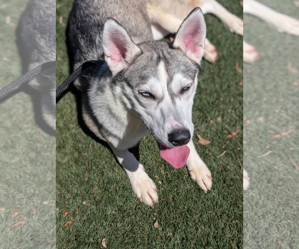 Medium Photo #8 Siberian Husky-Unknown Mix Puppy For Sale in Holly Springs, NC, USA