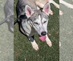 Small #7 Siberian Husky Mix