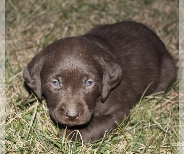 Medium Photo #2 Labrador Retriever Puppy For Sale in MANSFIELD, MO, USA