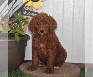 Medium Goldendoodle-Poodle (Standard) Mix