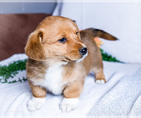 Medium Photo #5 Dorgi Puppy For Sale in WAKARUSA, IN, USA