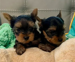 Small Photo #6 Yorkshire Terrier Puppy For Sale in MADEIRA BEACH, FL, USA