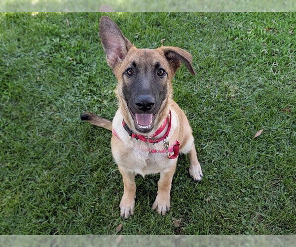 Medium Photo #1 German Shepherd Dog-Unknown Mix Puppy For Sale in San Clemente, CA, USA