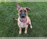 Small German Shepherd Dog Mix