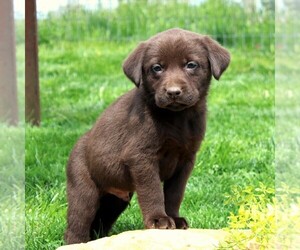 Labrador Retriever Puppy for sale in EPHRATA, PA, USA
