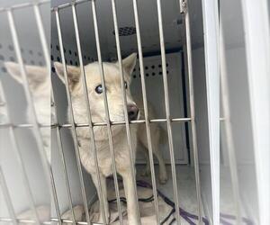 Siberian Husky Dogs for adoption in Sacramento, CA, USA