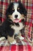 Small Photo #3 Bernese Mountain Dog Puppy For Sale in LANCASTER, PA, USA