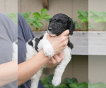 Small Photo #6 Goldendoodle Puppy For Sale in LAKEWOOD, WA, USA