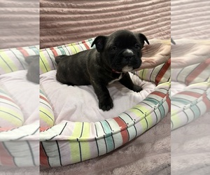 Medium American Bully-French Bulldog Mix