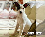 Small #2 American Pit Bull Terrier-American Staffordshire Terrier Mix